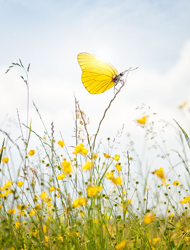 Gaz Plus für klimafreundlichere Wärme